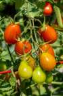 Issaquah, Washington State, USA. Cherry Roma tomatoes on the vine in various stages of ripeness. Art Print